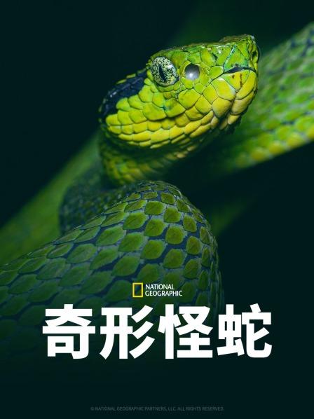 麻豆最新出品《奇形怪蛇》免费在线观看